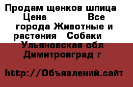 Продам щенков шпица › Цена ­ 25 000 - Все города Животные и растения » Собаки   . Ульяновская обл.,Димитровград г.